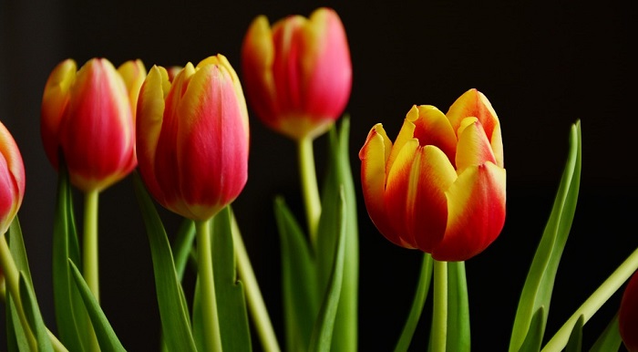 Ý nghĩa của hoa Tulip