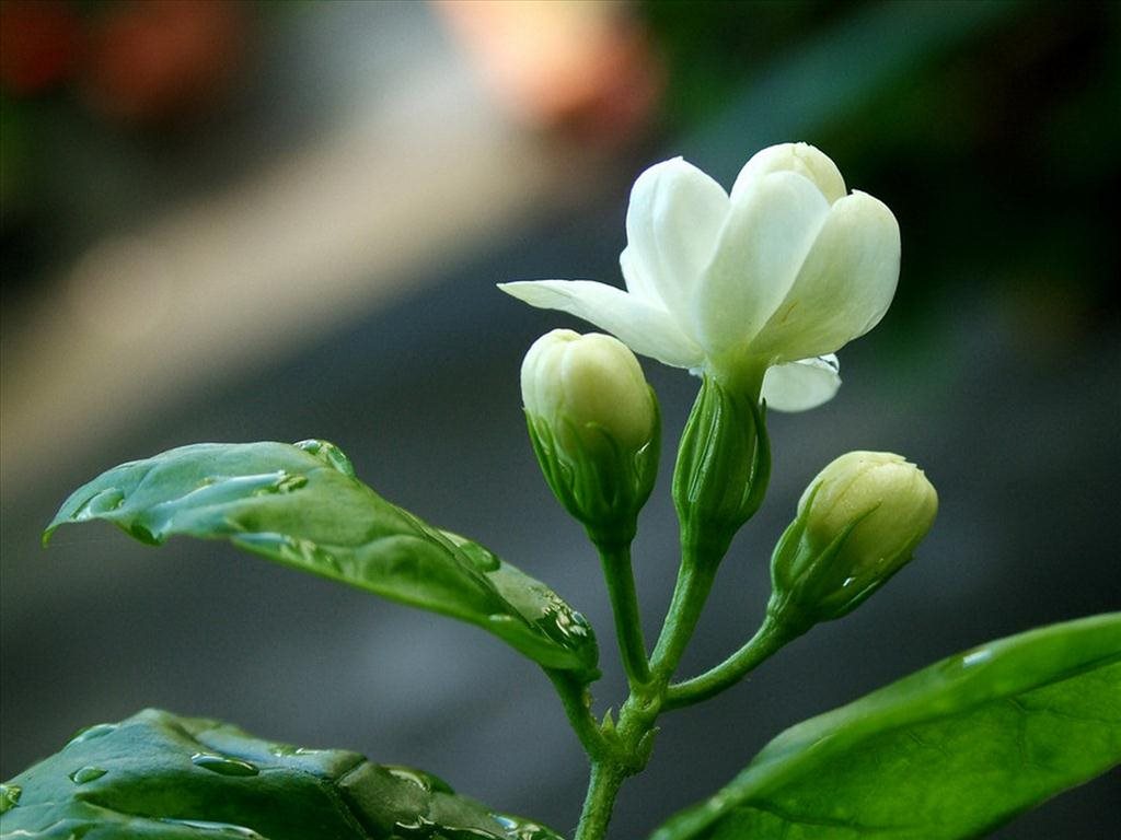 Ngắm hình ảnh hoa nhài đẹp tinh khôi trắng ngần thanh khiết dưới nắng mai phần 14