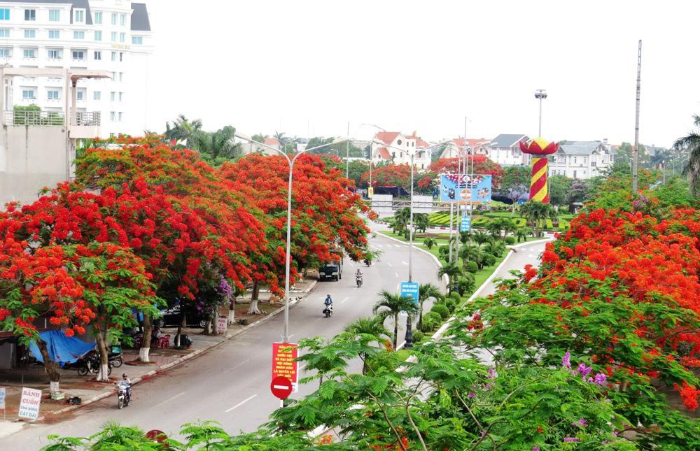 Hoa phượng Hải Phòng