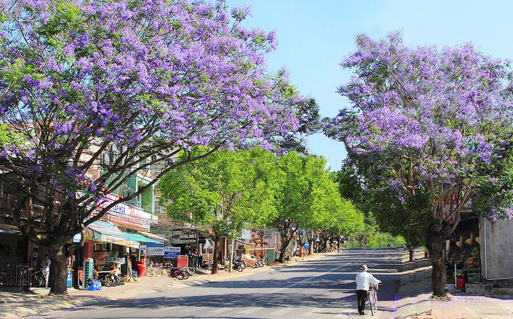 Hoa phượng tím Đà Lạt