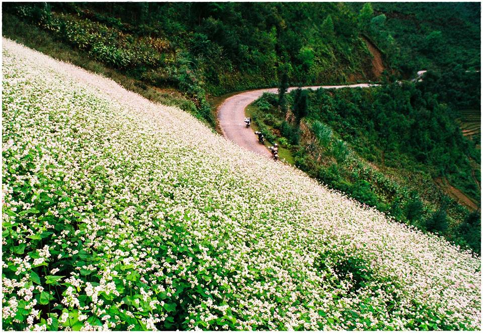 Hoa tam giác mạch Hà Giang