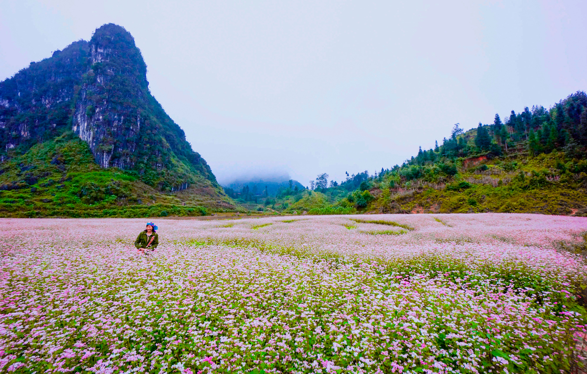 Thung lũng Hoa tam giác mạch Hà Giang