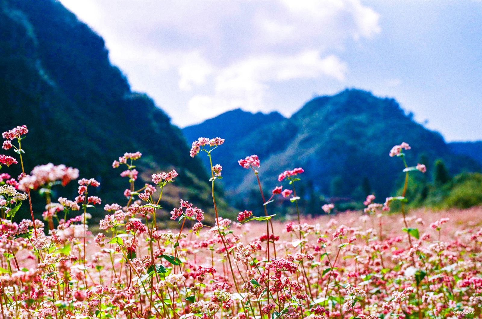 Hoa tam giác mạch cuối thu